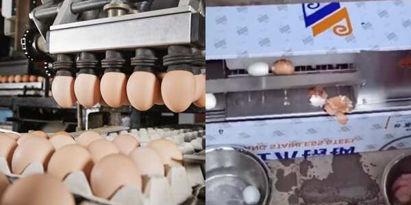 The egg peeling machine has gone viral in Nigeria