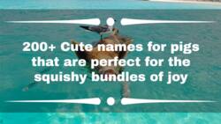200+ cute names for pigs that are perfect for the squishy bundles of joy