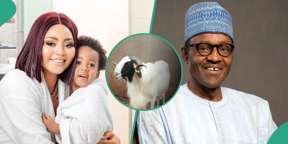 Regina Daniels’ son receives ram from Buhari's daughter, Mohammed Buhari