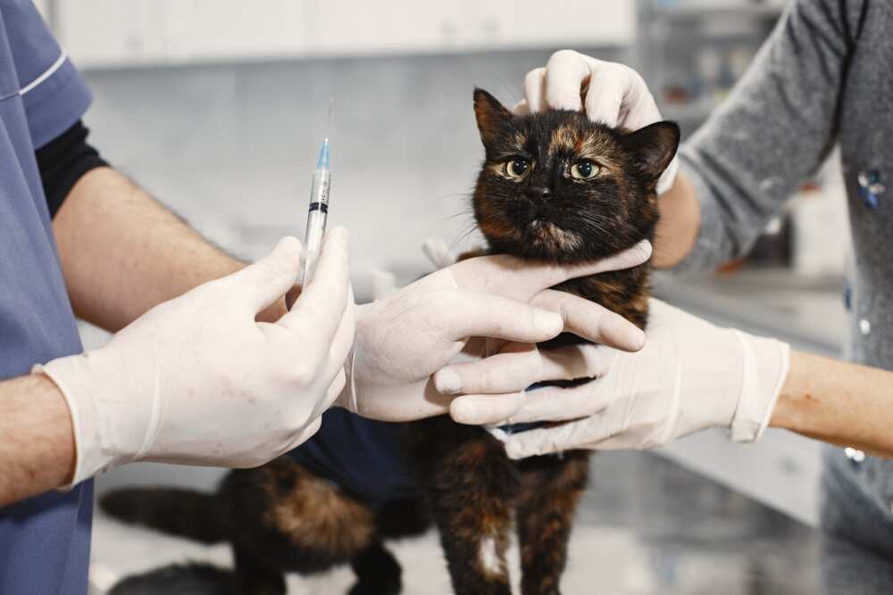 How often should cats go to the vet