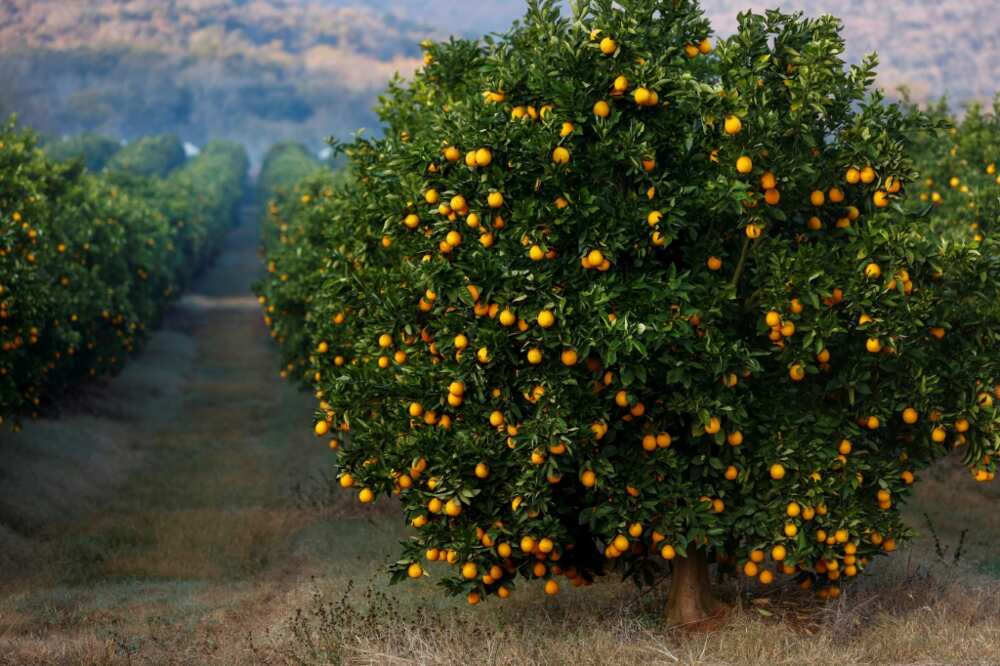 South African citrus growers are saying new EU requirements are putting undue extra pressure on them