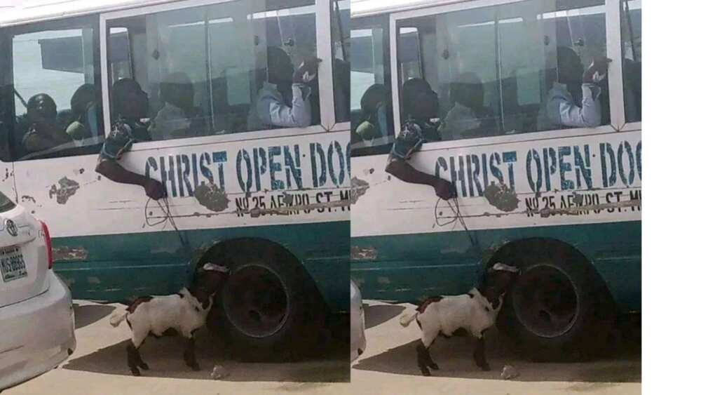 Man finds ways go with goat in public bus