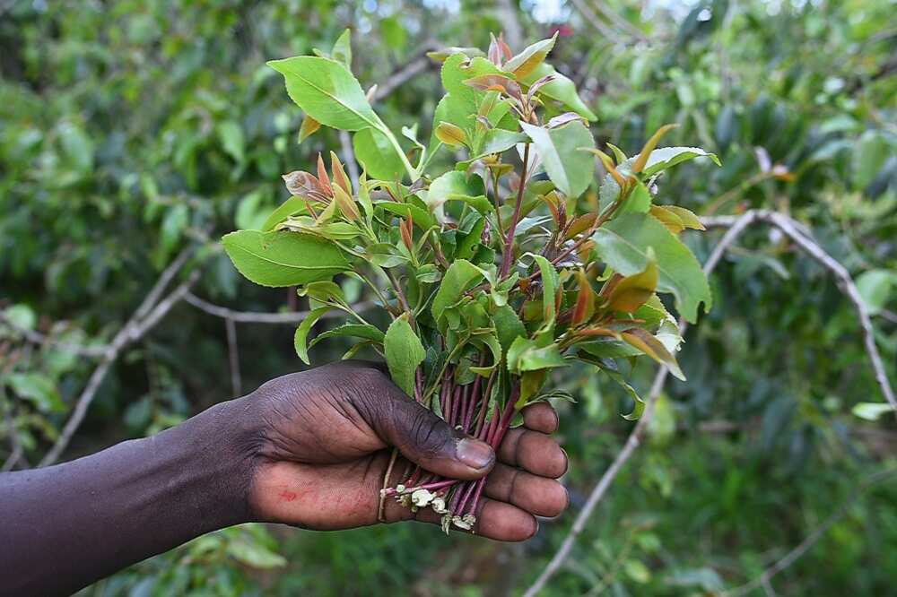 The leaves and stems of the khat plant, also known as miraa, are a popular stimulant and appetite suppressant The leaves and stems of the khat plant, also known as miraa, are a popular stimulant and appetite suppressant