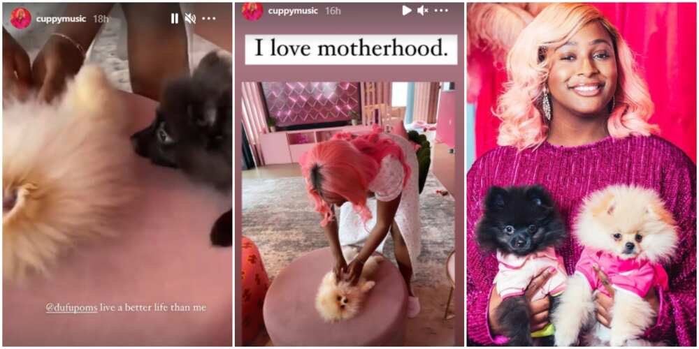 My dogs live a better life than me: DJ Cuppy says as she reels in the excitement of motherhood