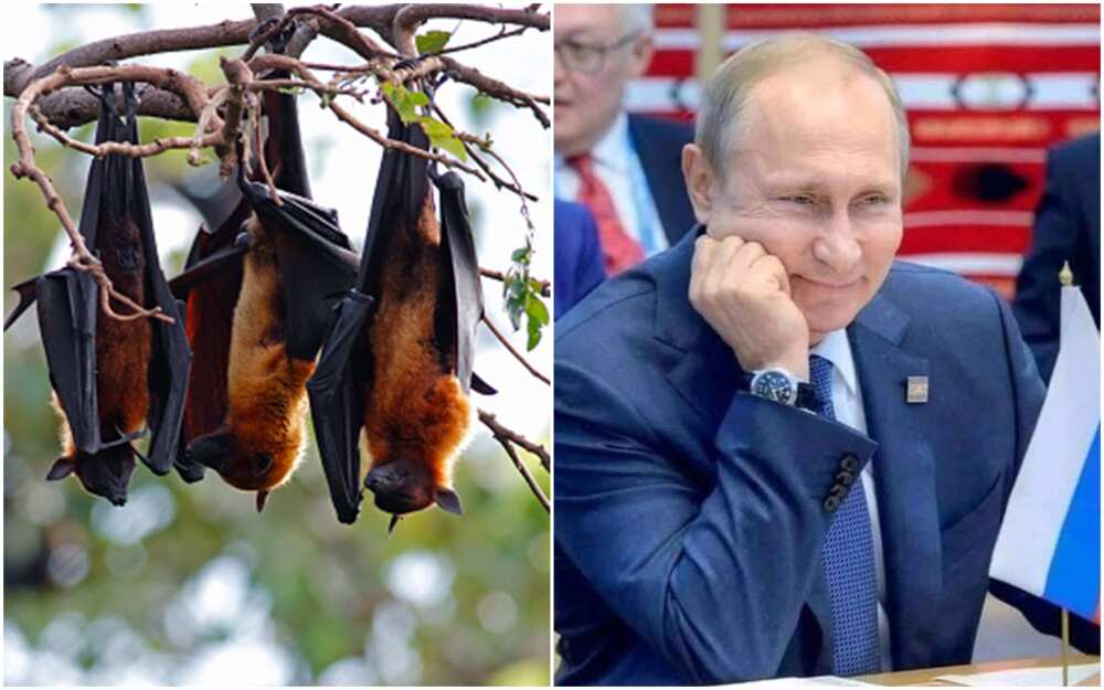 Charity group rescues bats from Ukraine to protect them from Russian bombs