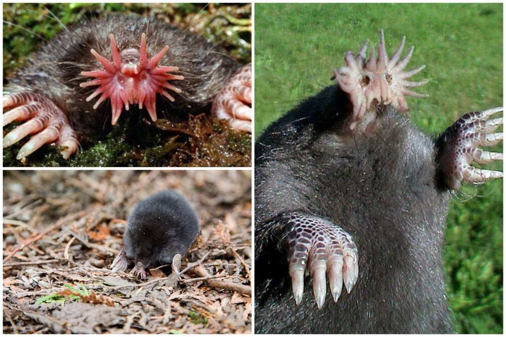 Scariest looking animals