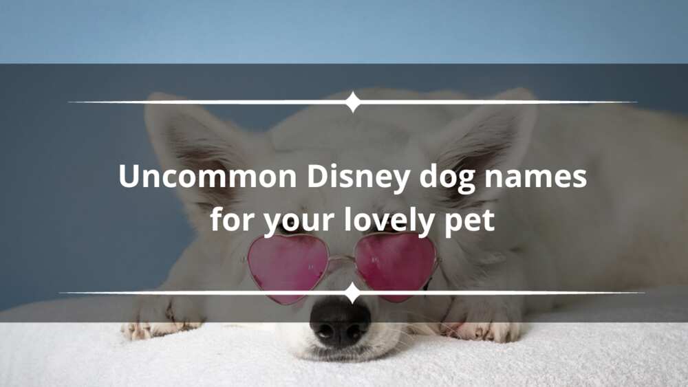Disney dog names