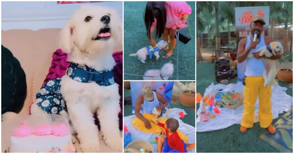 Nigerian man, birthday party for his dog