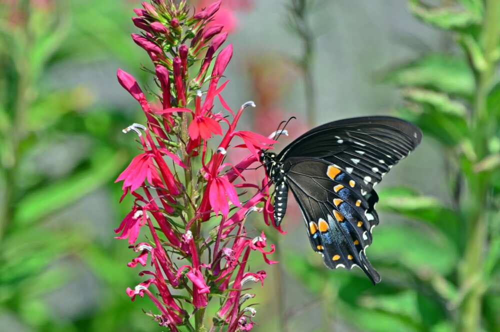 A black swallowtail on a cardinal flower