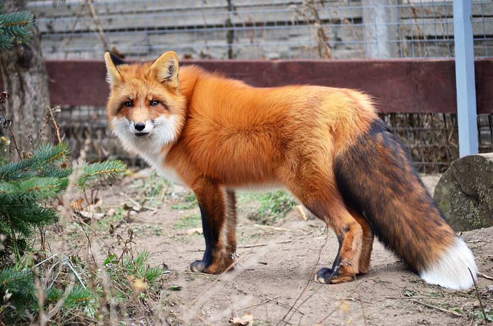 Cute fox names