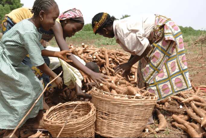 Cassava production in Nigeria by state - Legit.ng