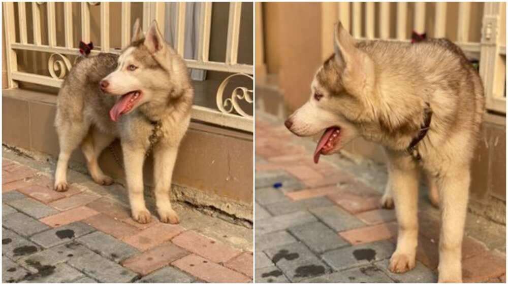See the dog Nigerian man wants to sell for N1.1m