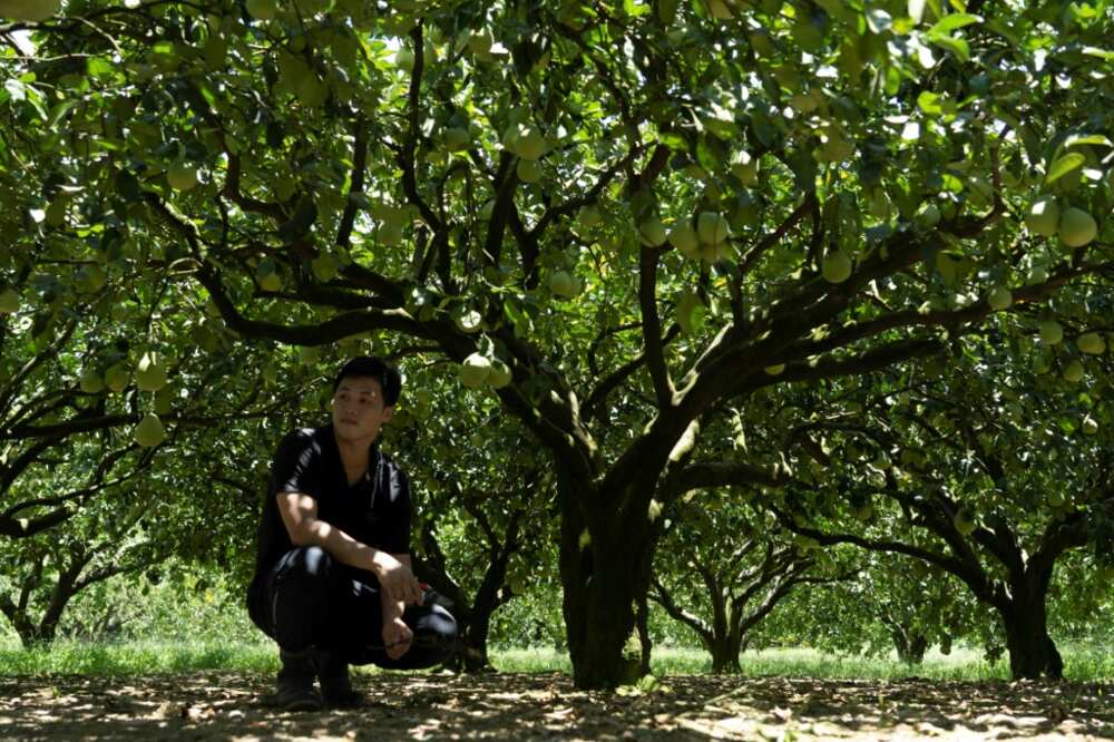 Pomelo farmer Mulin Ou's orders from China have all been cancelled in the wake of recent cross-strait tensions