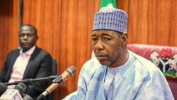 March 18 polls: Gov Zulum's fate decided as results of Mungo LGA emerges