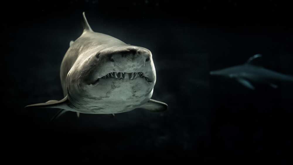 Scariest things ever Scariest things ever