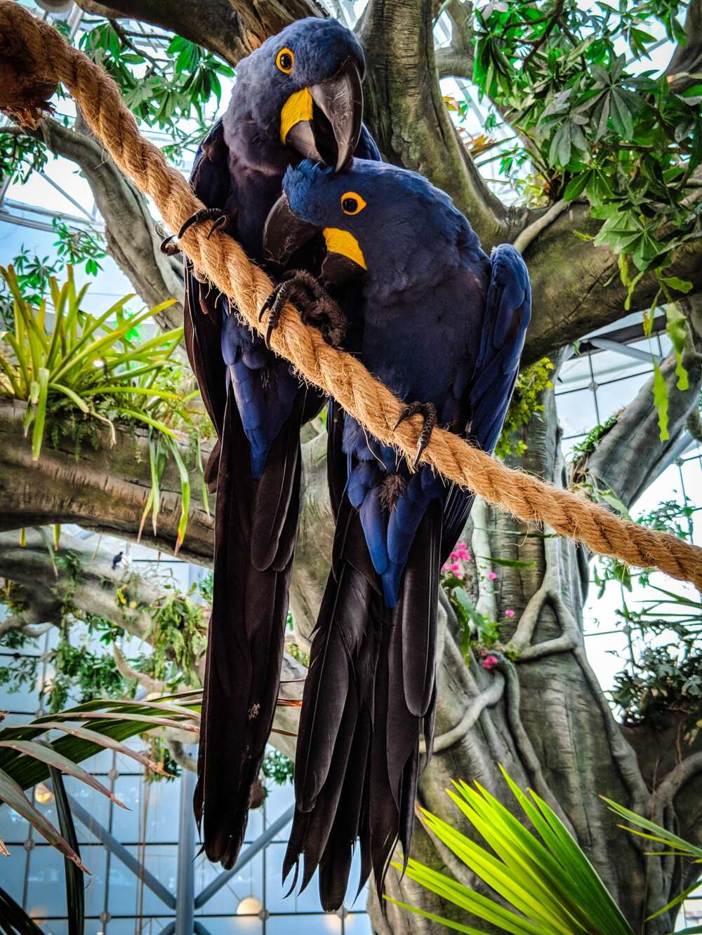 Rarest beautiful birds Rarest beautiful birds