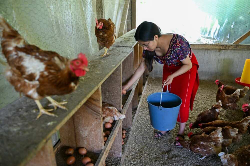 Rebeca Perez is intent on providing for her family in western Guatemala with her brood of chickens