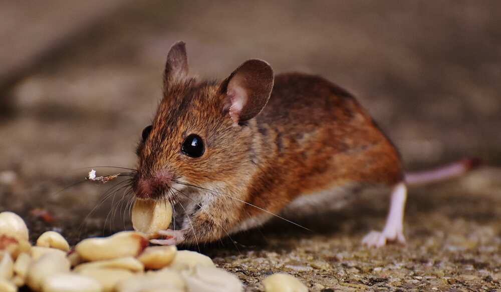 hantavirus prevention