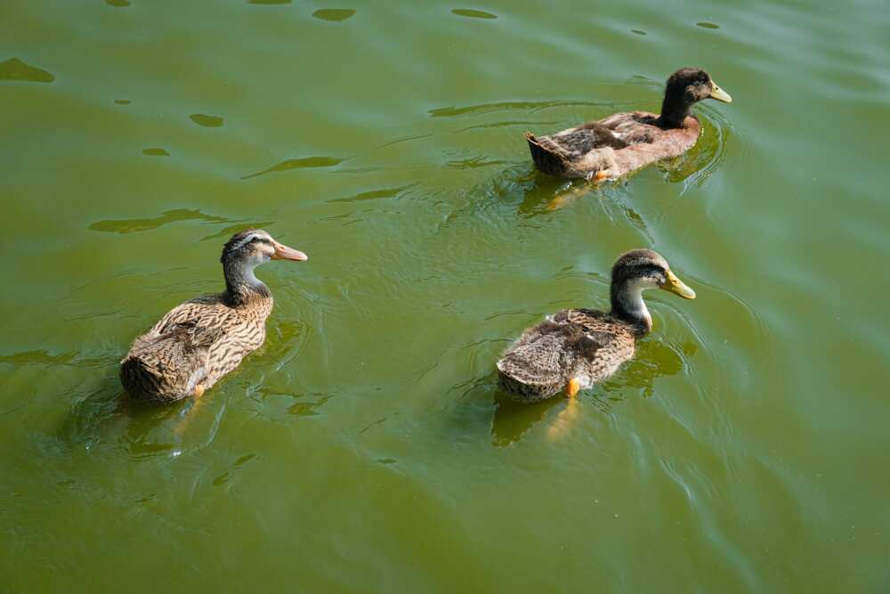 Duck pun names Duck pun names