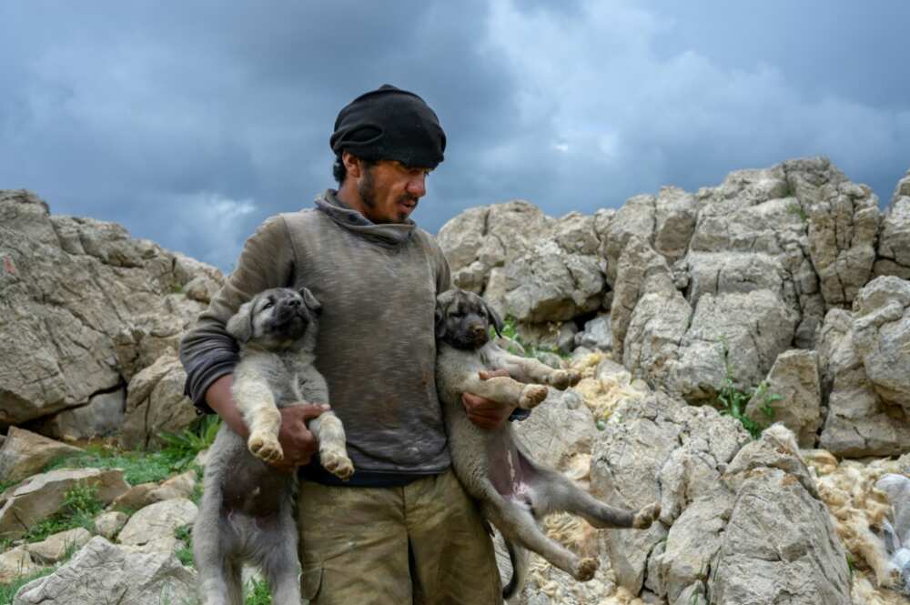 Tunceli native Mustafa Acun says local children do not want to become shepherds, making the Afghans indispensable