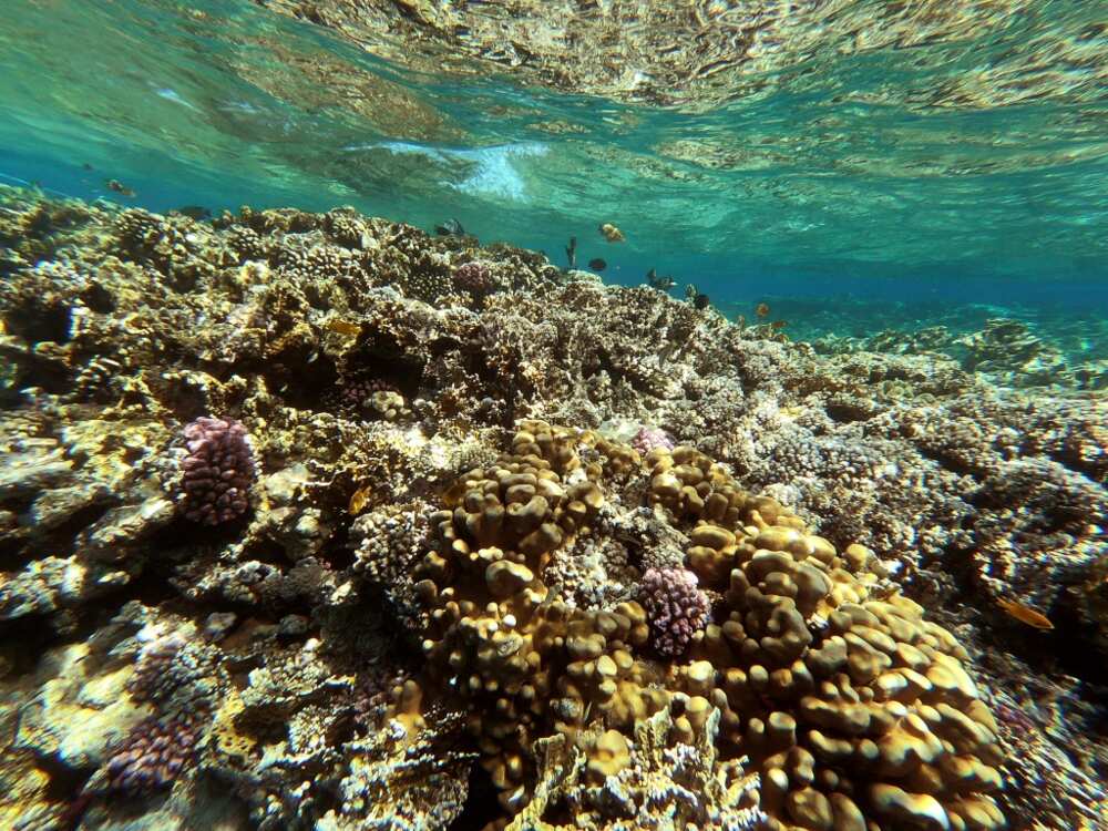 A coral reef near Egypt's Red Sea resort city of Sharm el-Sheikh -- questions have been raised about Egypt's climate and other environmental policies