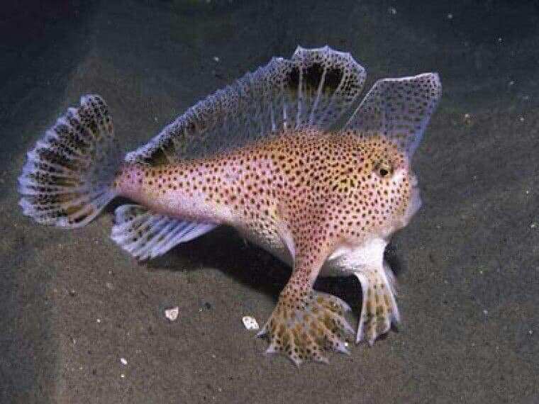 Top 10 ugly fish: the weirdest-looking sea creatures in the world ...