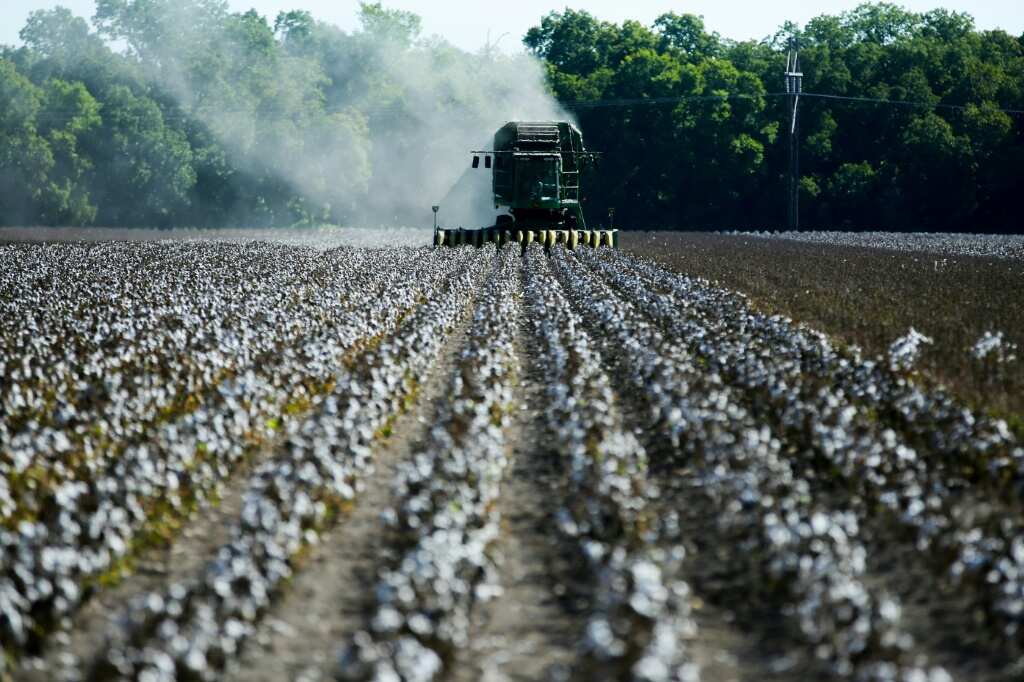 Drought Decimates Texas' Key Cotton Crop - Legit.ng