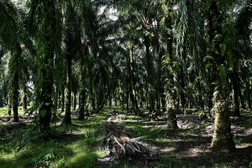 Bitter harvest: Malaysian palm oil farmers face labour crunch