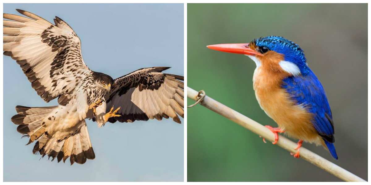 Different types of birds in Nigeria Legit.ng