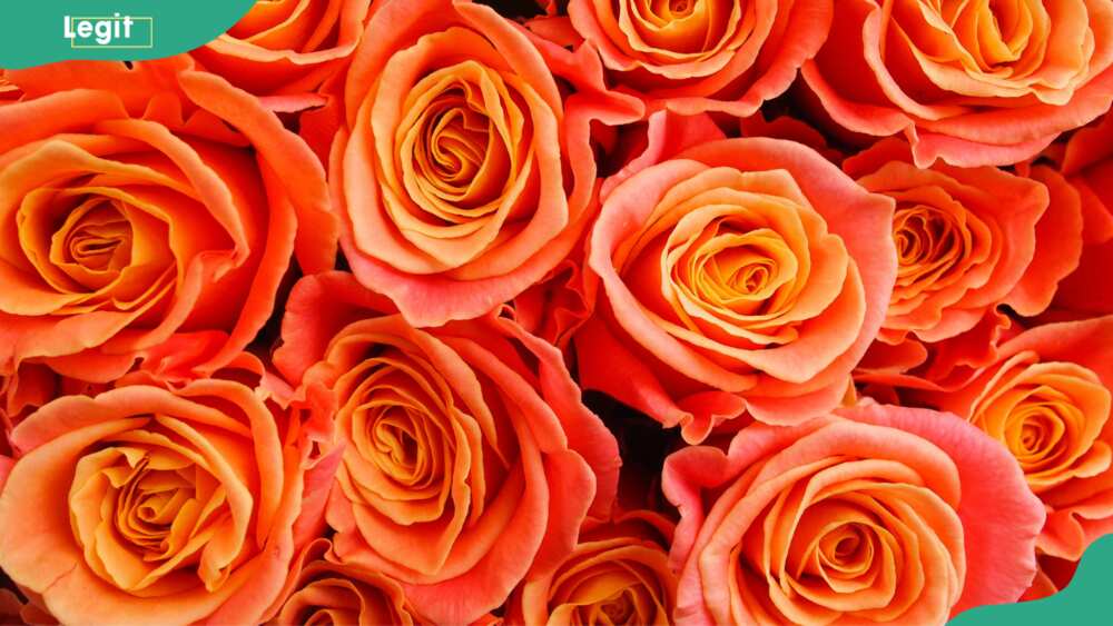 A bunch of orange roses