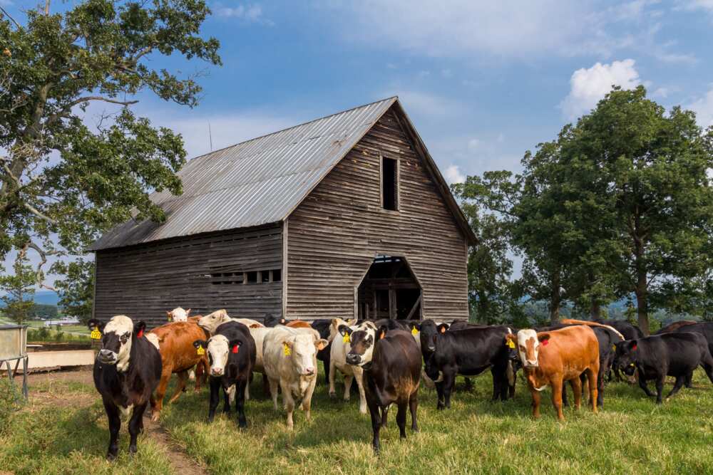 What is the most common name for a cow? What is the most common name for a cow?