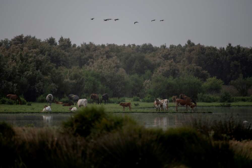 The park is on the migratory route of millions of birds The park is on the migratory route of millions of birds