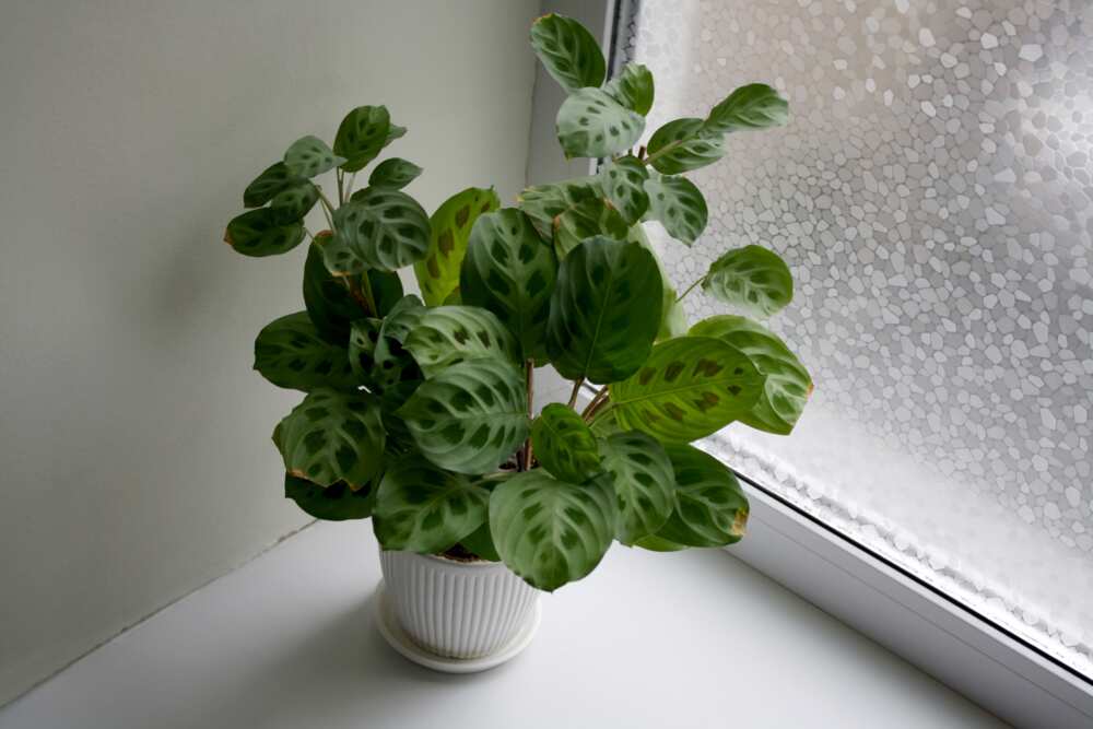 small plants that don't need sun small plants that don't need sun