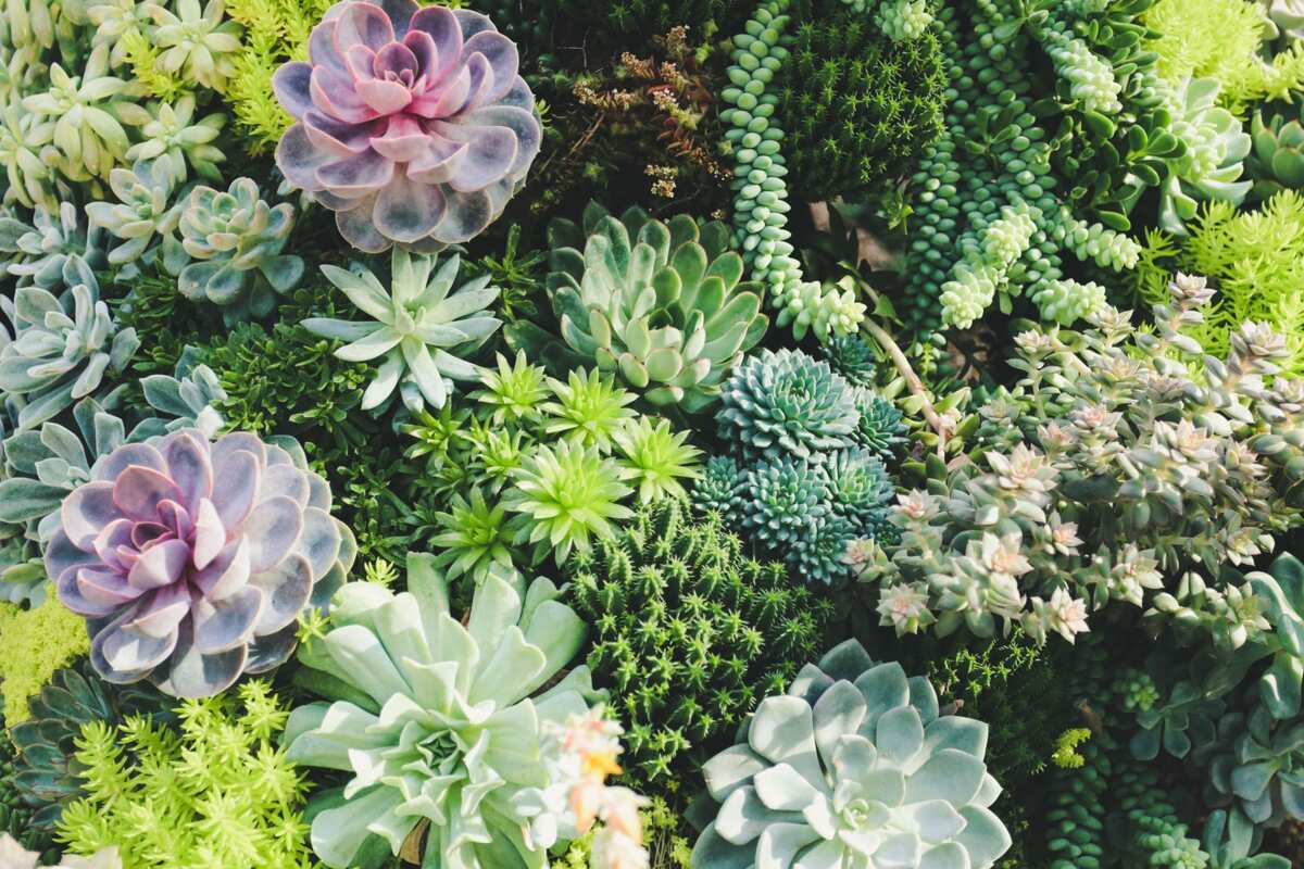 Popular types of succulents (with pictures) Legit.ng