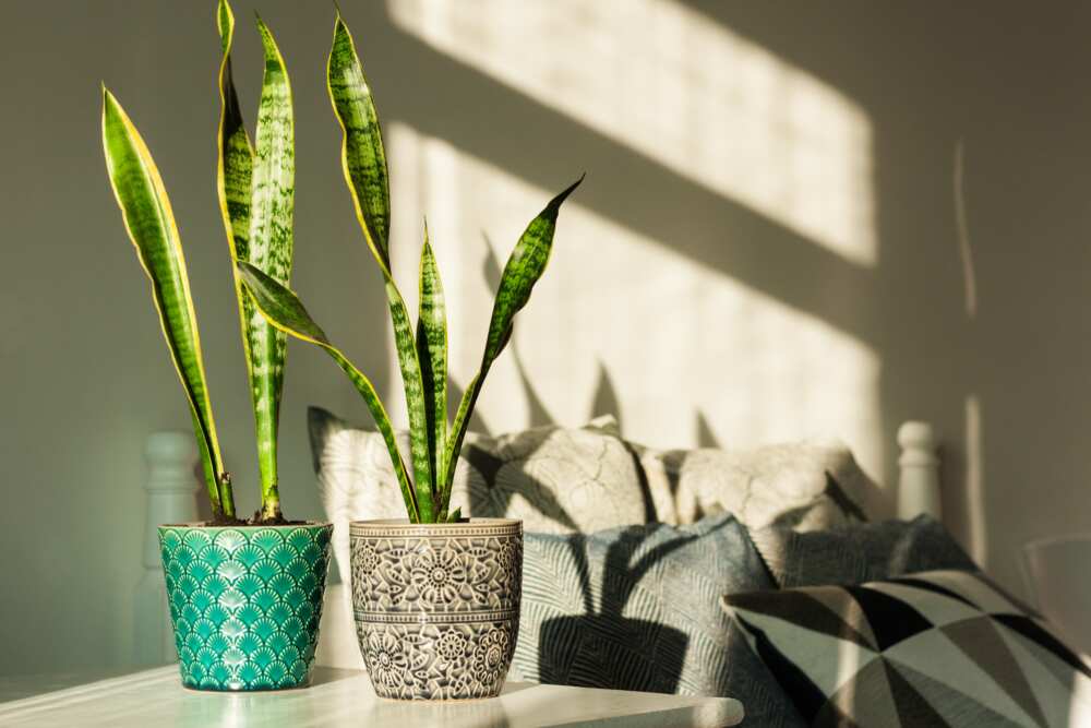 indoor plants that don't need sun