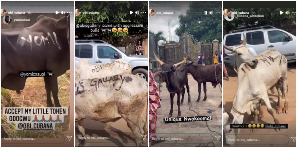 Obi Cubana has surplus cows for the burial Obi Cubana has surplus cows for the burial
