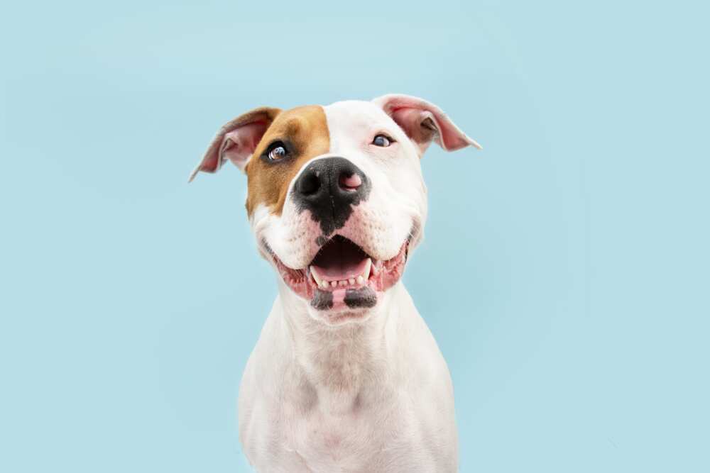 chien qui montre ses dents sans grogner chien qui montre ses dents sans grogner