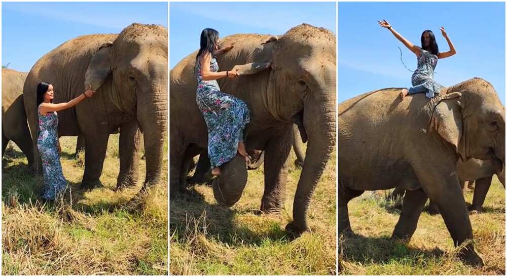 Photos of a lady playing with an elephant.