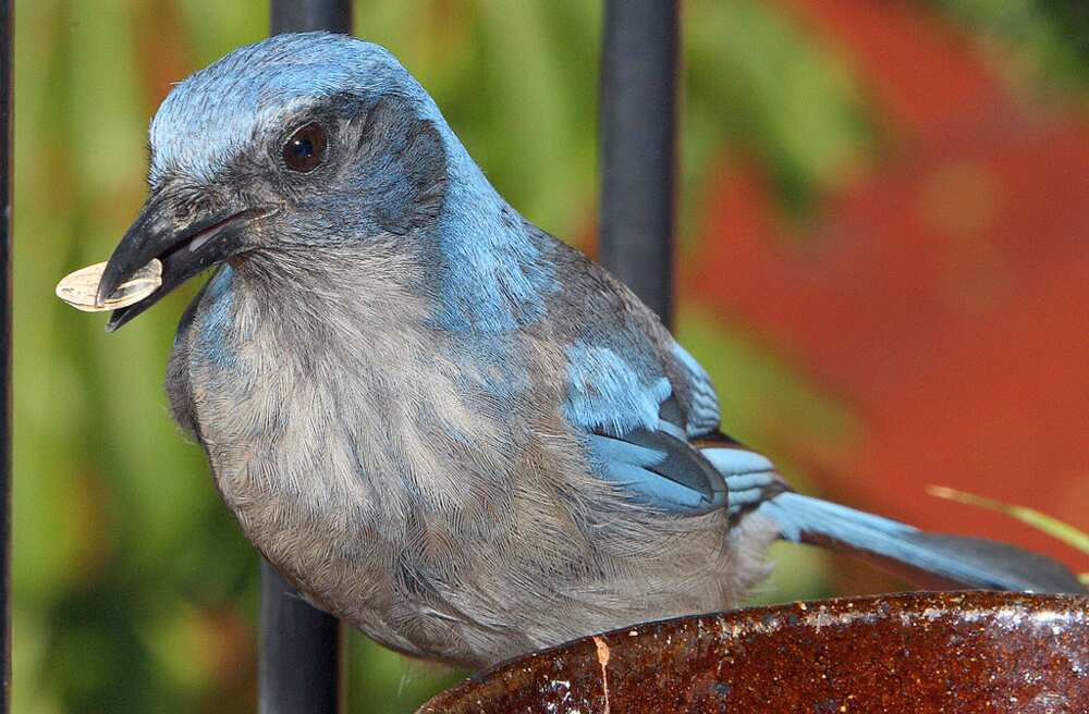 smartest bird species smartest bird species