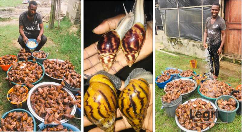 Snail farming, Henry Akpor Etineh, Arapel Agro Farms