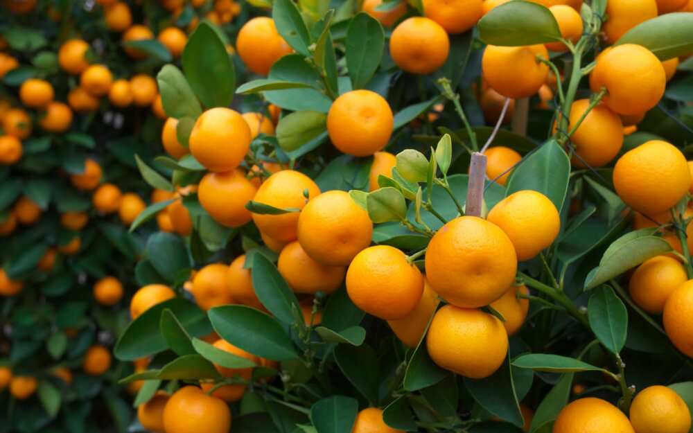 Orange tree Orange tree