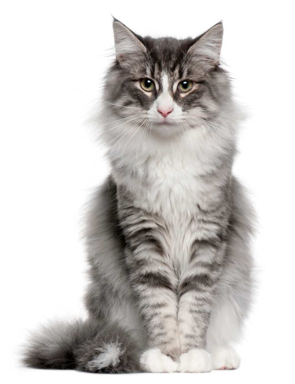 animaux les plus beaux animaux les plus beaux