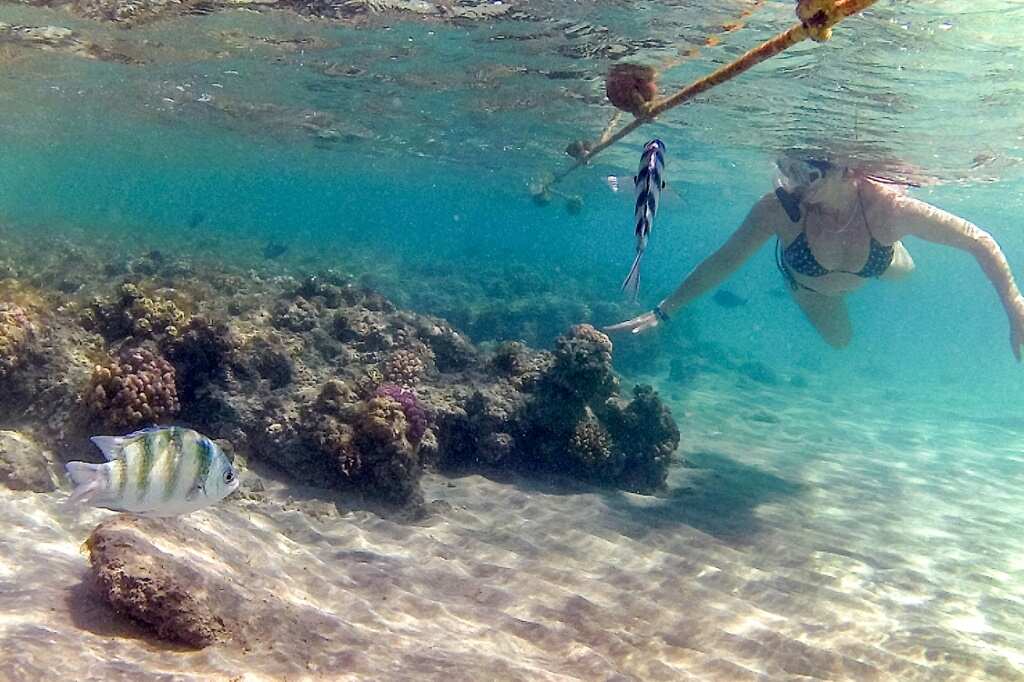 Heat-resilient Red Sea reefs offer last stand for corals