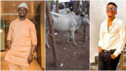 “Let the cow count begin”: Papa Show donates cow for naming ceremony of Adeniyi Johnson’s twins, post trends