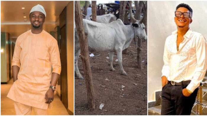 “Let the cow count begin”: Papa Show donates cow for naming ceremony of Adeniyi Johnson’s twins, post trends