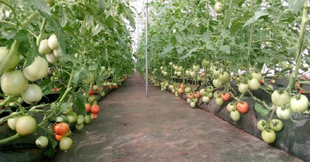 different-types-of-profitable-farming-business-in-nigeria-in-2019