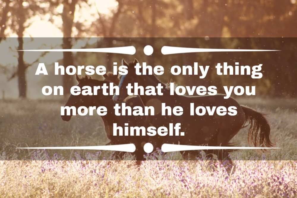 quotes about horses and peace