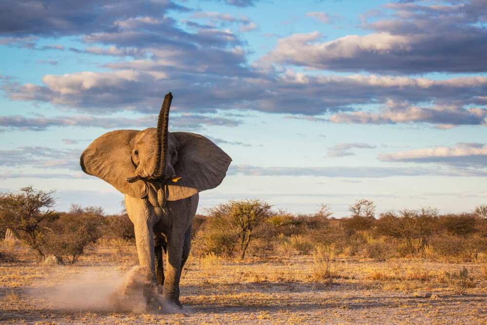 An elephant bull kicking up sand
