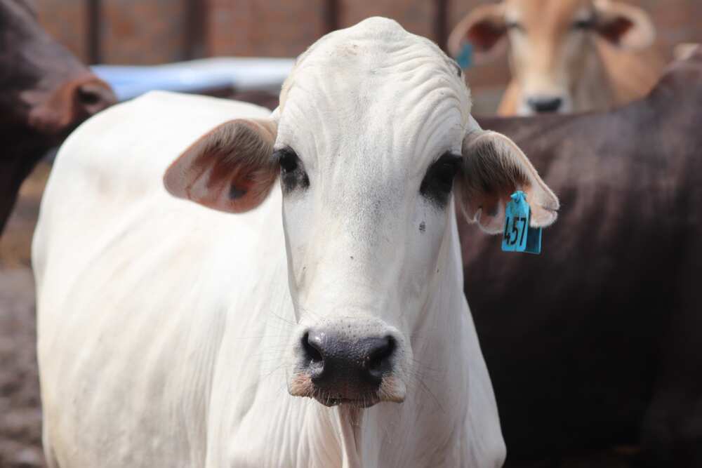 cow names cow names