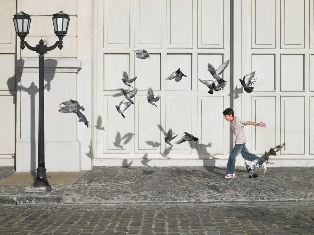 phobie des oiseaux phobie des oiseaux